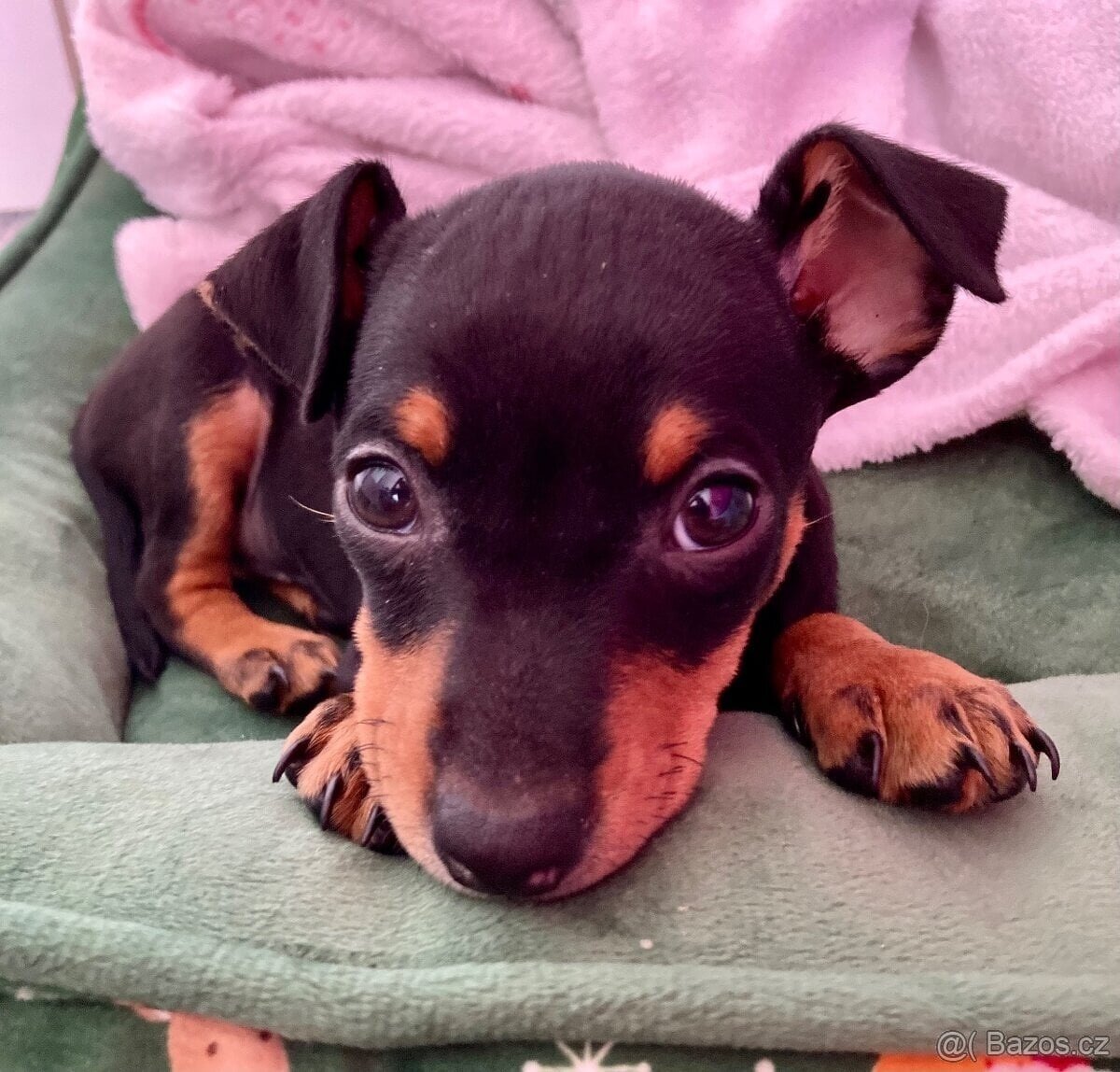 Pražský krysařík - 3