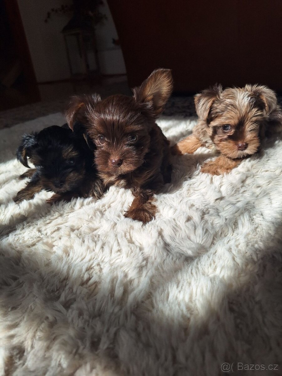 Jorkšír,jork,jorkšírsky teriér,yorkšhir - 3