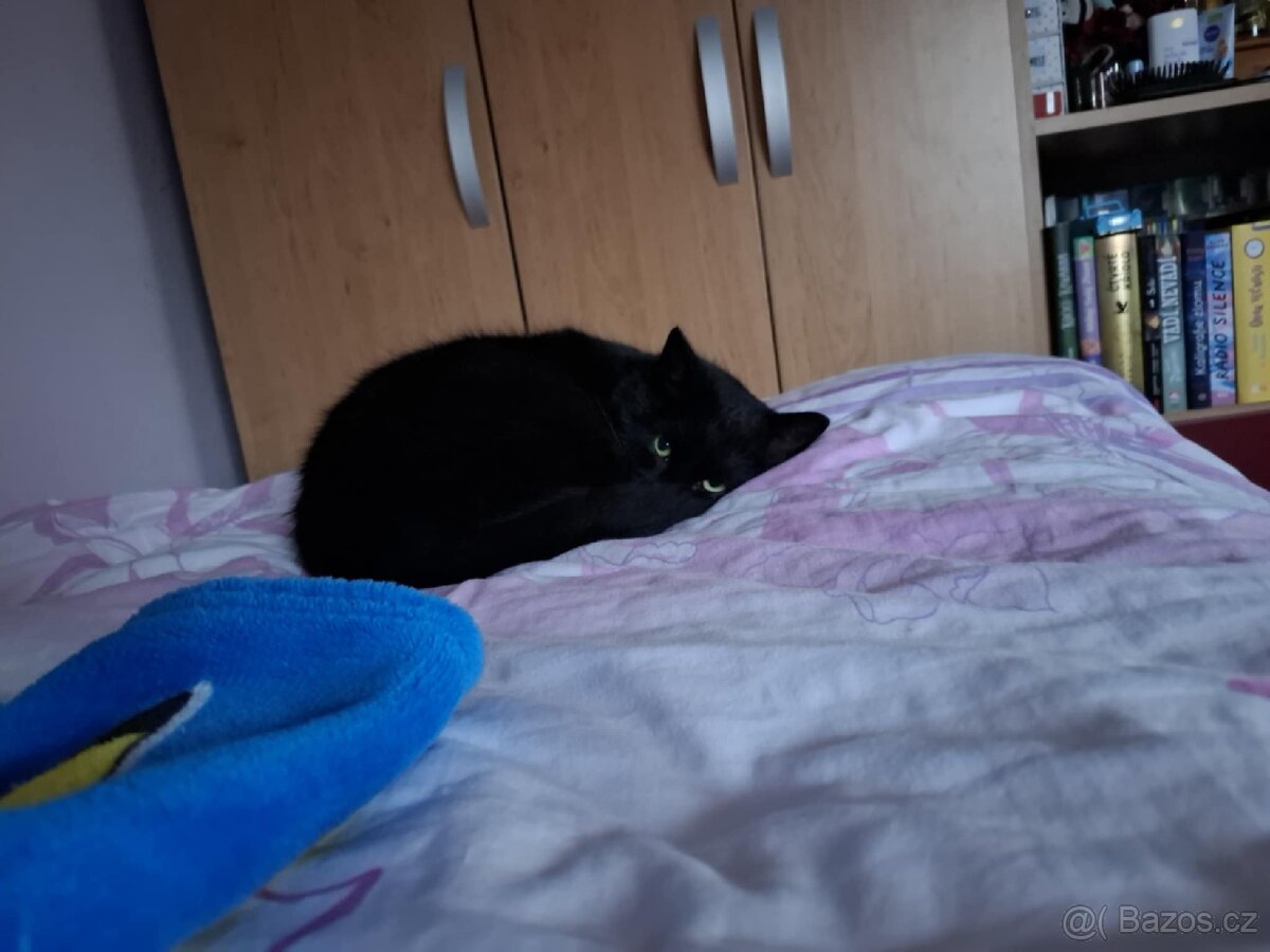 Hledá se domov pro 2 černá koťata - 3