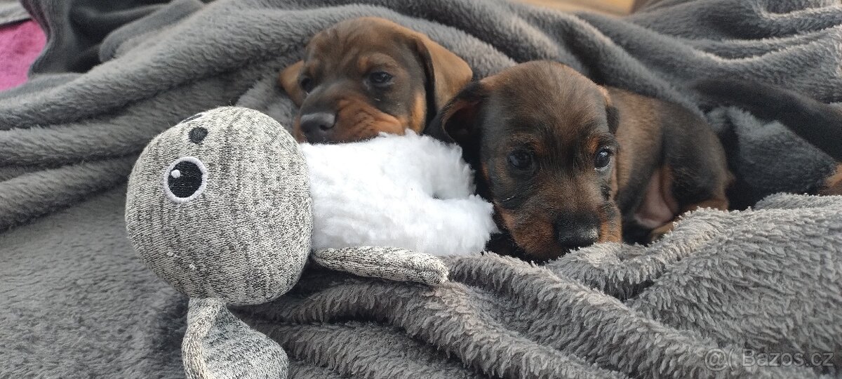 Jezevčík drsnosrstý - 3