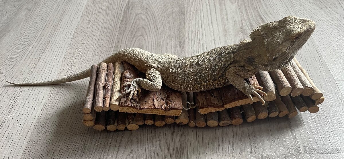 Agama vousatá - samci - 3
