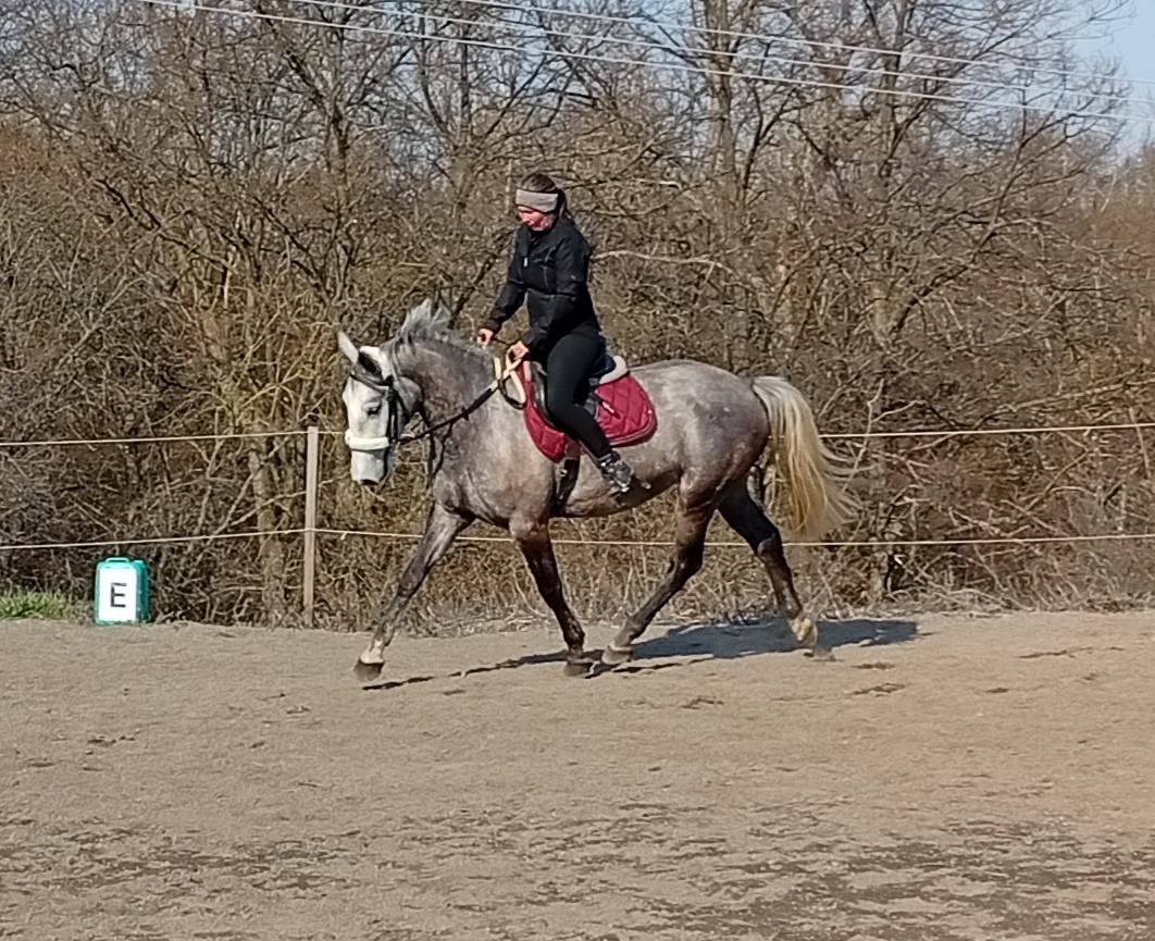 Charakterní pětiletá klisna - 3