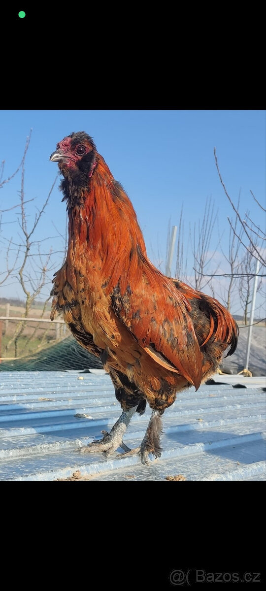 Kohout - 3