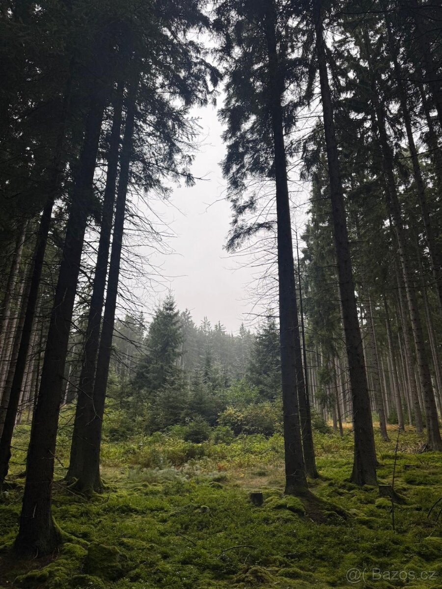 Prodám lesní pozemky v k.ú. Nicov - 3