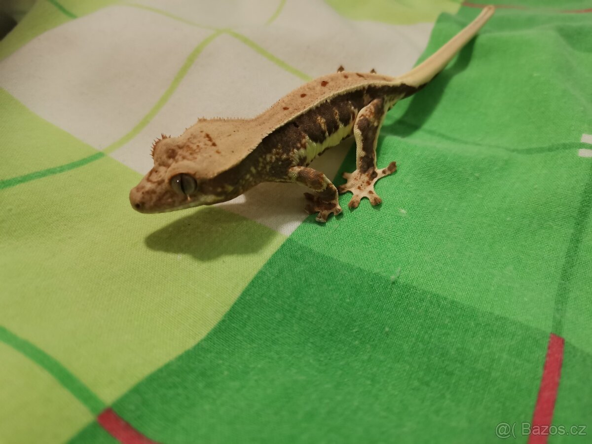 Pagekon řasnatý prodej - 3