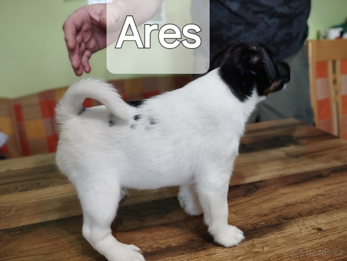 Hladkosrstý foxteriér - 3