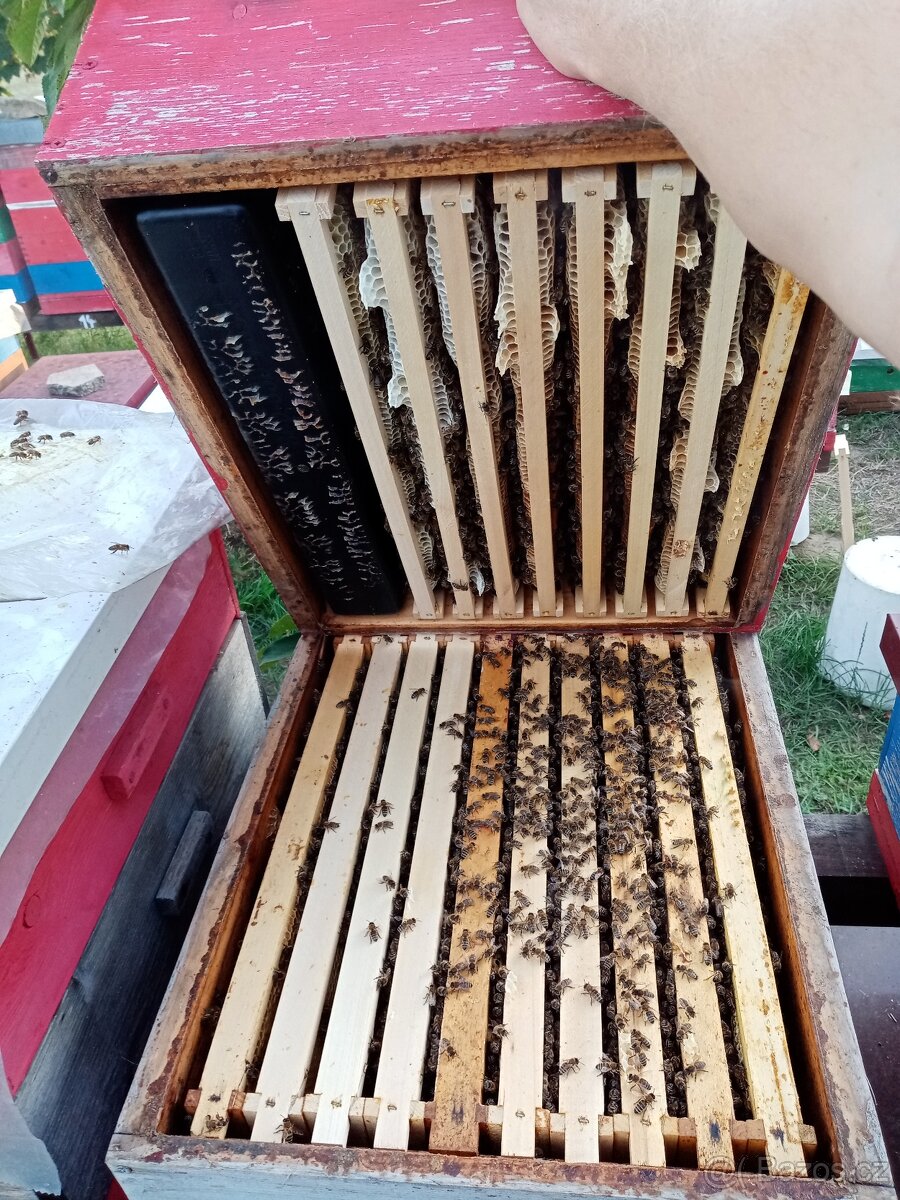 Vyzimovaná včelstva, vyzimované oddělky, langstroth 2/3 - 3