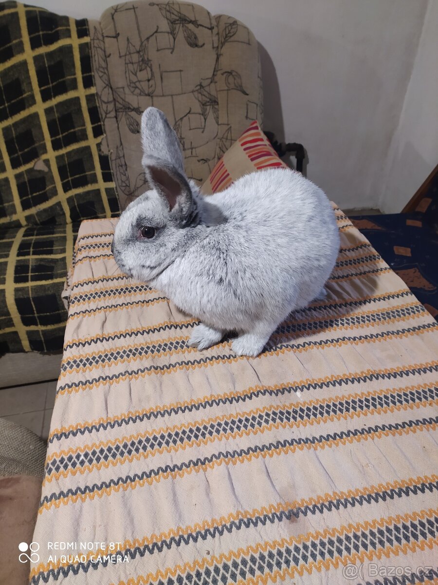 Velký světlý stříbřitý - 3