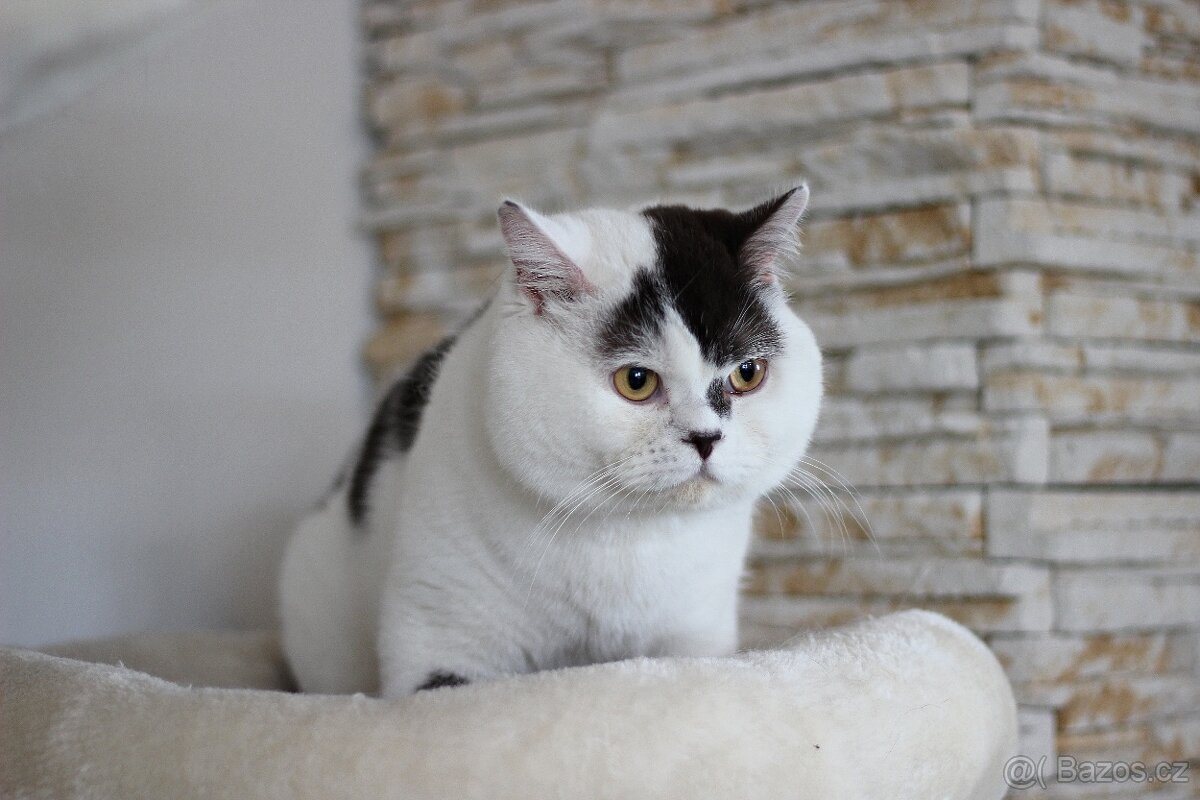 Britský kocour s PP - 3
