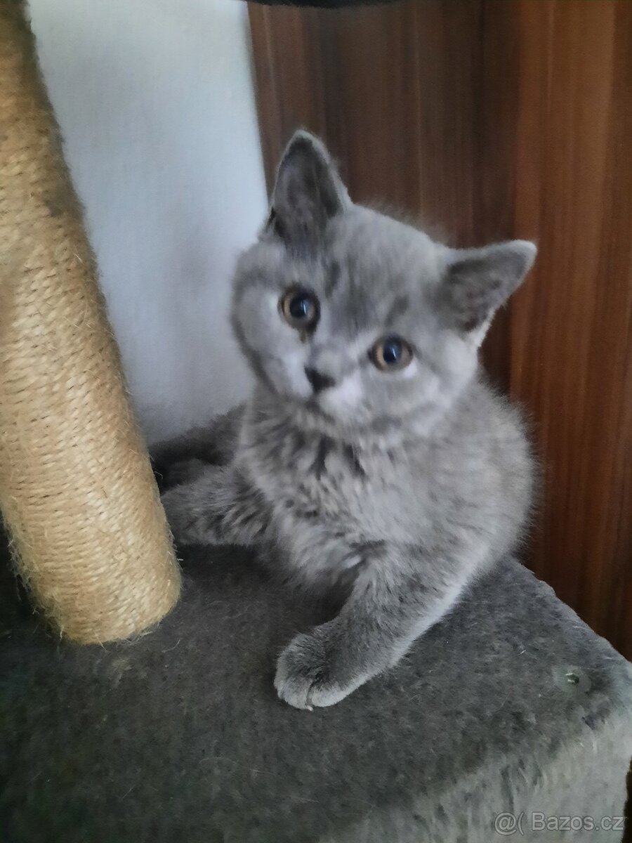 poslední britské kotě bez PP. - 3
