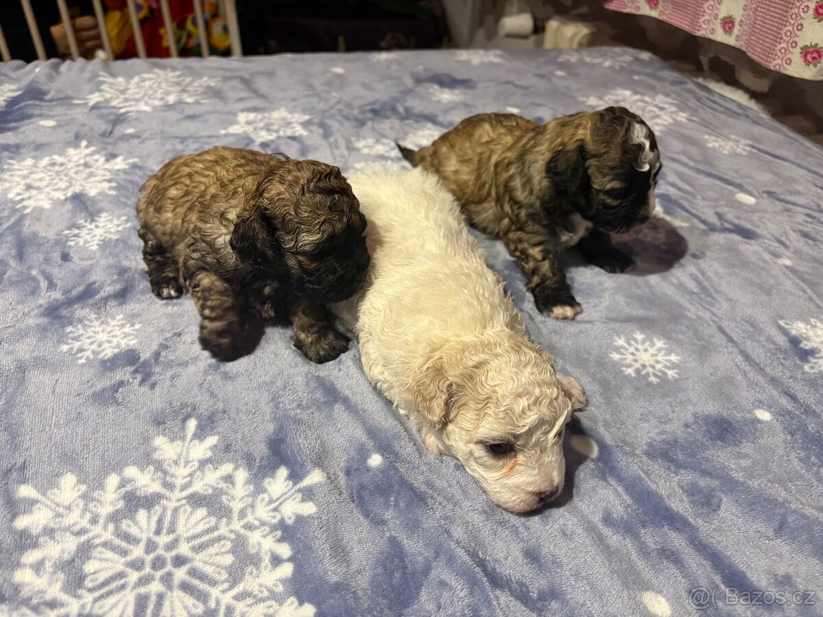 Boloňský psík bez PP - 3