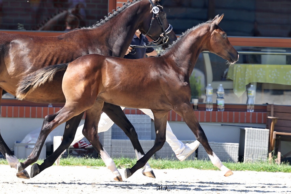 Drezurní hřebeček - 3