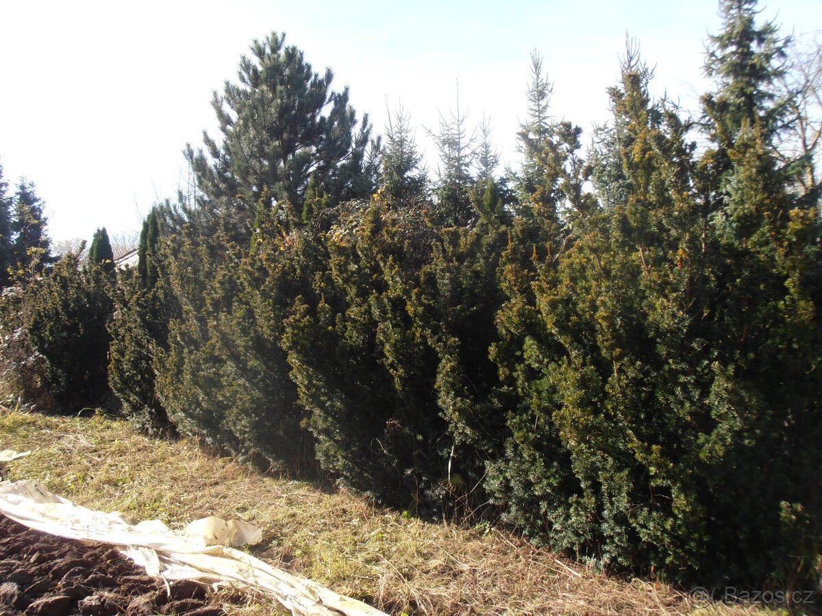 Tis prostřední, tisy, taxus. - 3