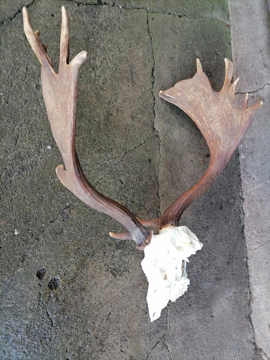 Paroží z daňka - 3