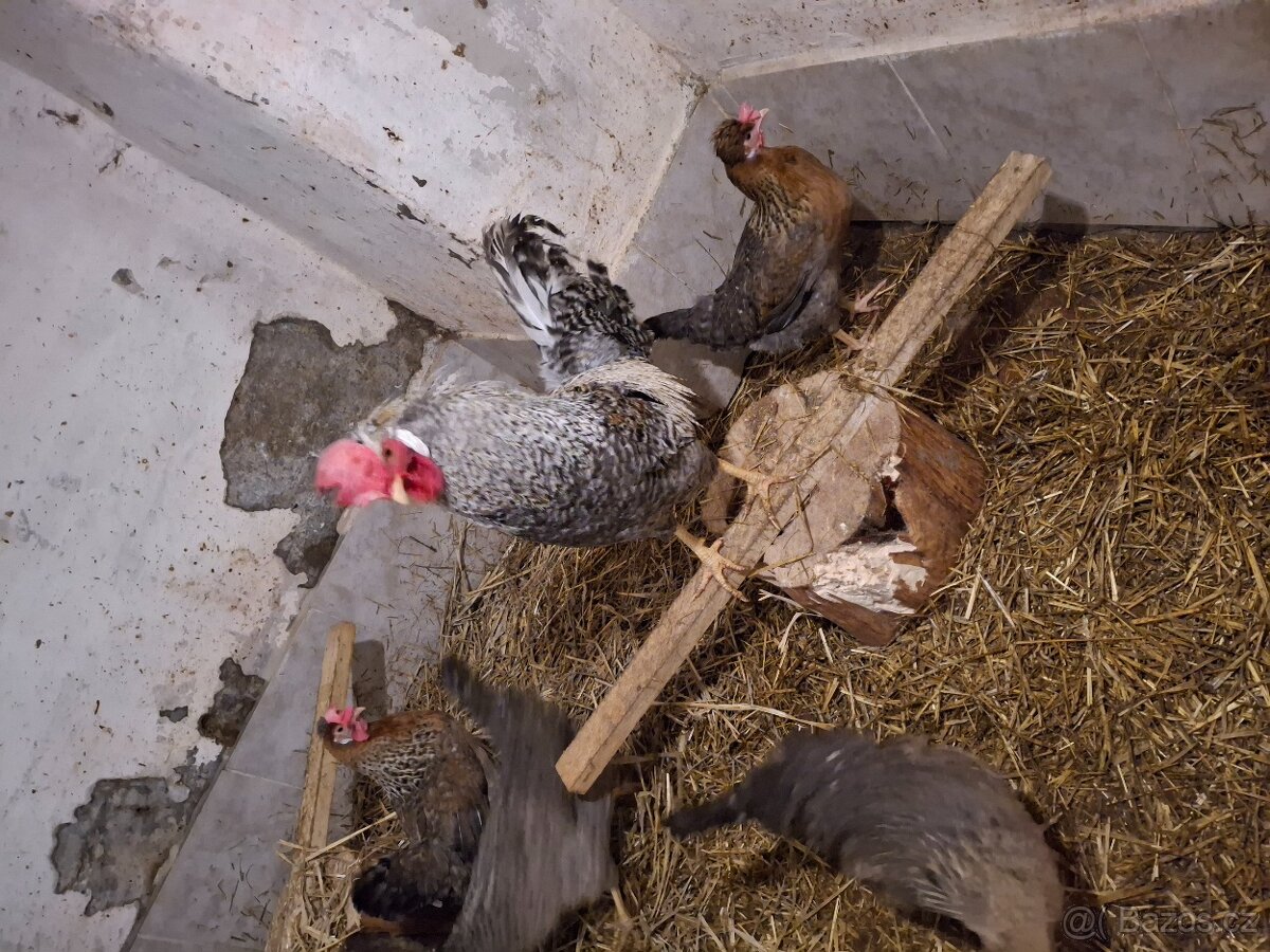 Násadová vajíčka- Cream legbar - 3