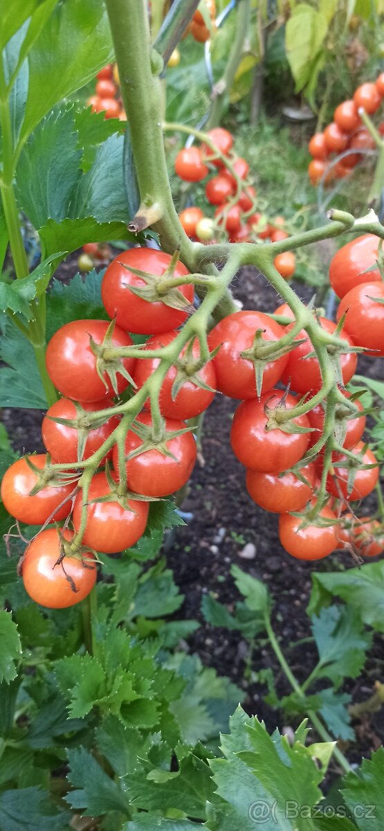Sazenicky cherry rajčata - 3