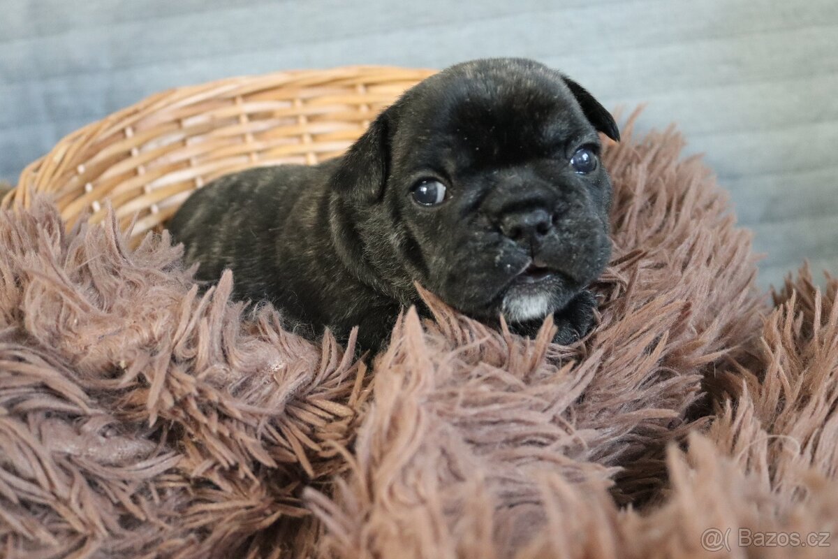 Francouzský buldoček s PP - 3