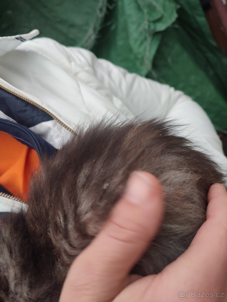 Prodám dlouhosrsté kotě - 3