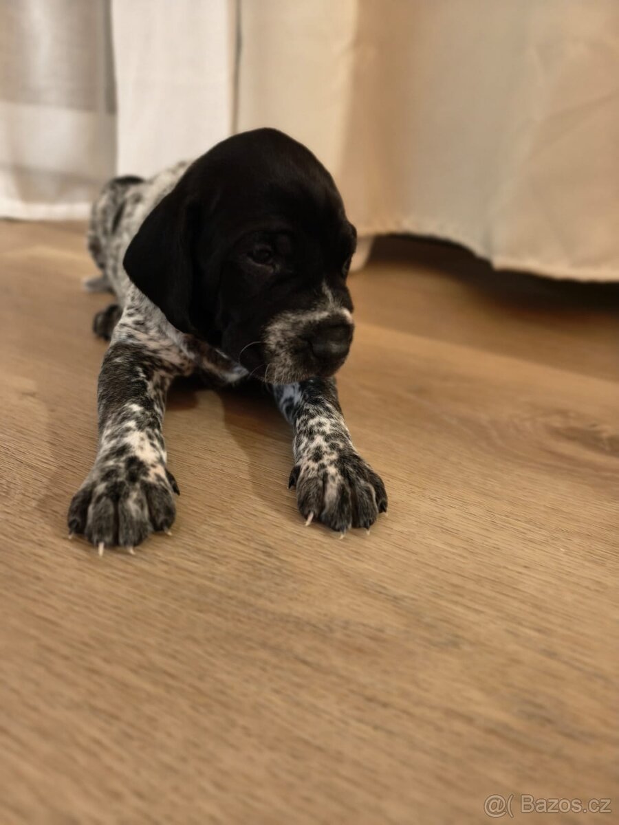 Pes německý krátkosrstý ohař - 3