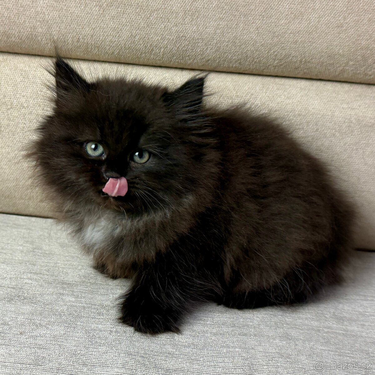 Sibiřská kočka -holčička Noella s PP - 3