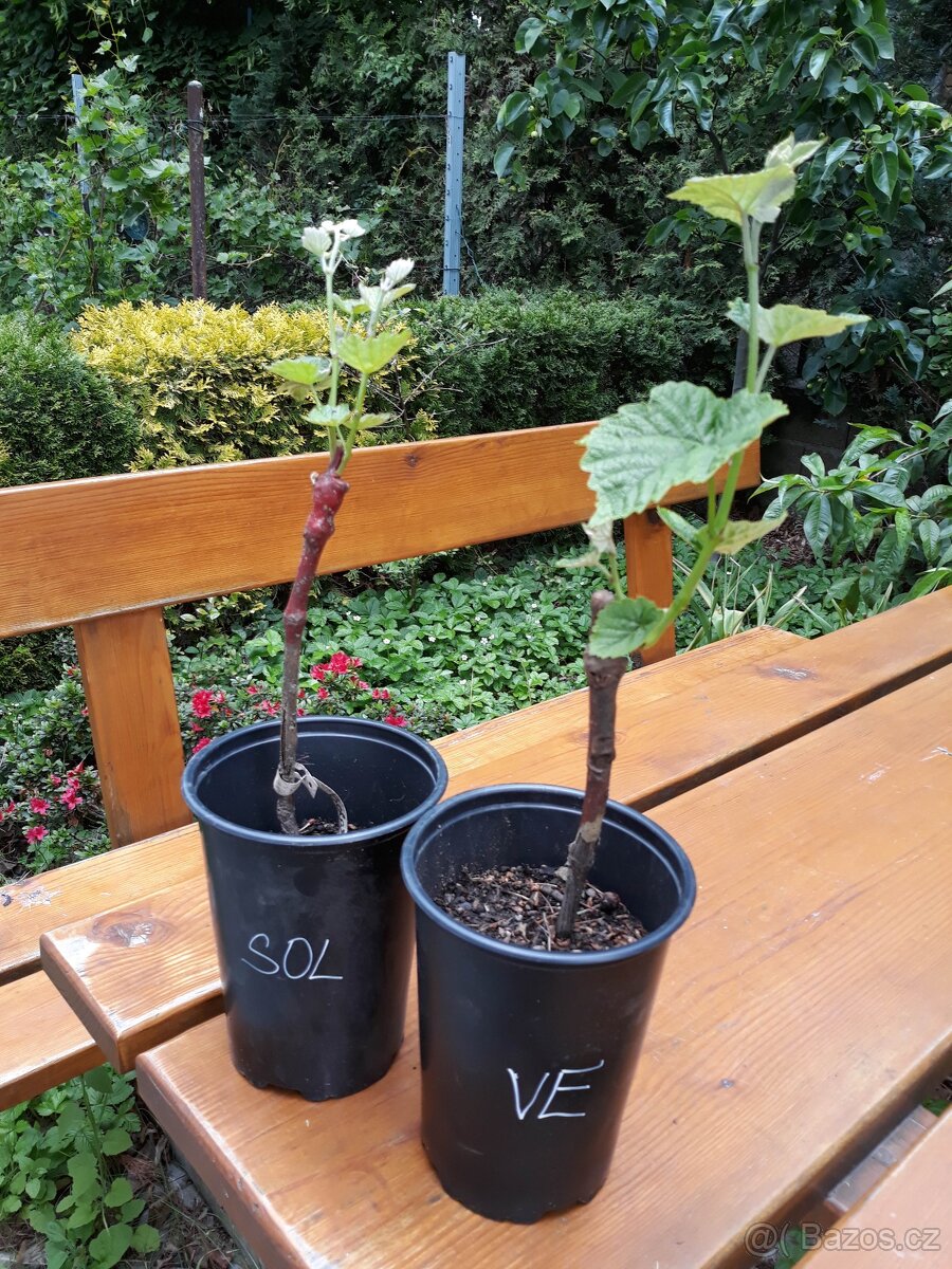 Kontejnerovaný keř bezpeckové révy - 3