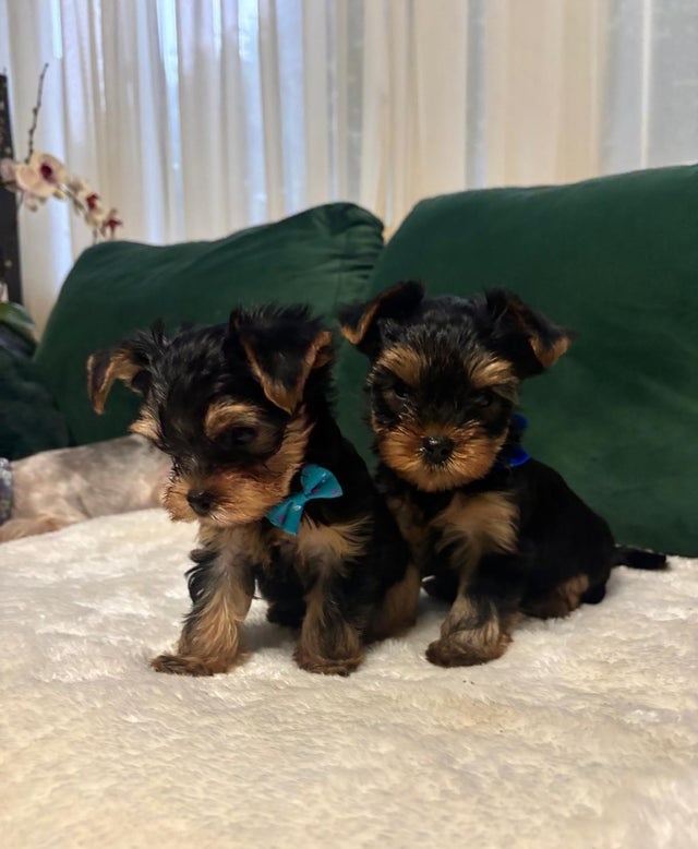 Jorkšírský teriér - 3