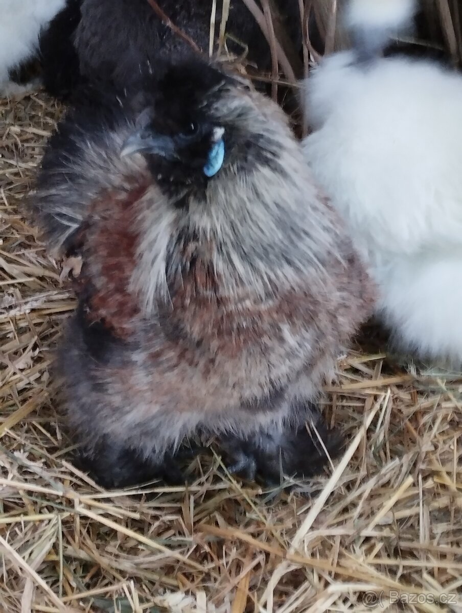 Kohouti hedvábničky - 3