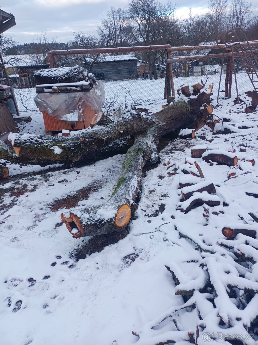 Prodám kmen třešně - 3