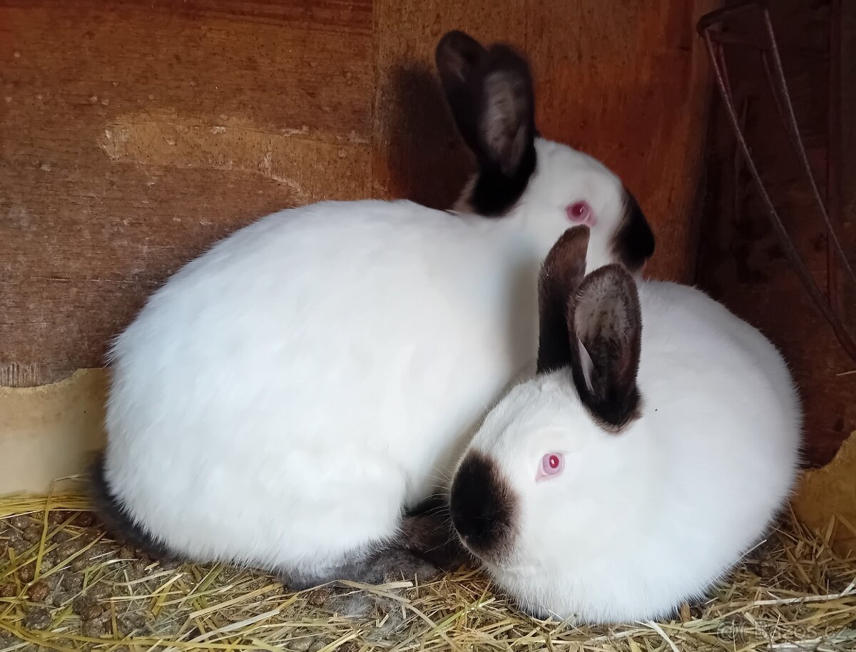 Králík kalifornský - 3