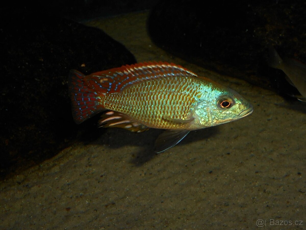Otopharynx Tetrastigma, Malawi - 3
