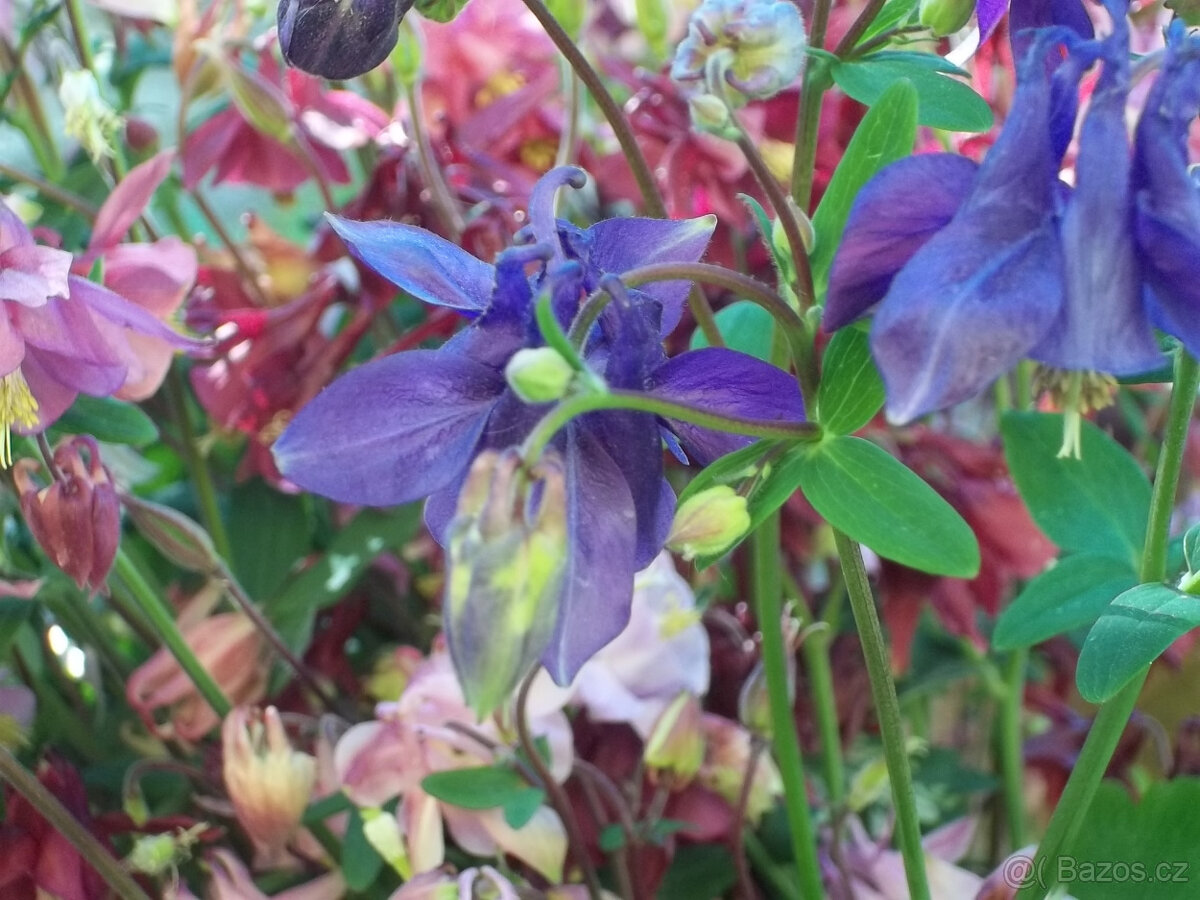 Orlíček květina - 3