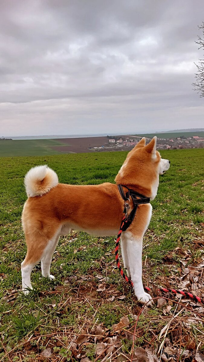 Akita Inu, krytí - 3