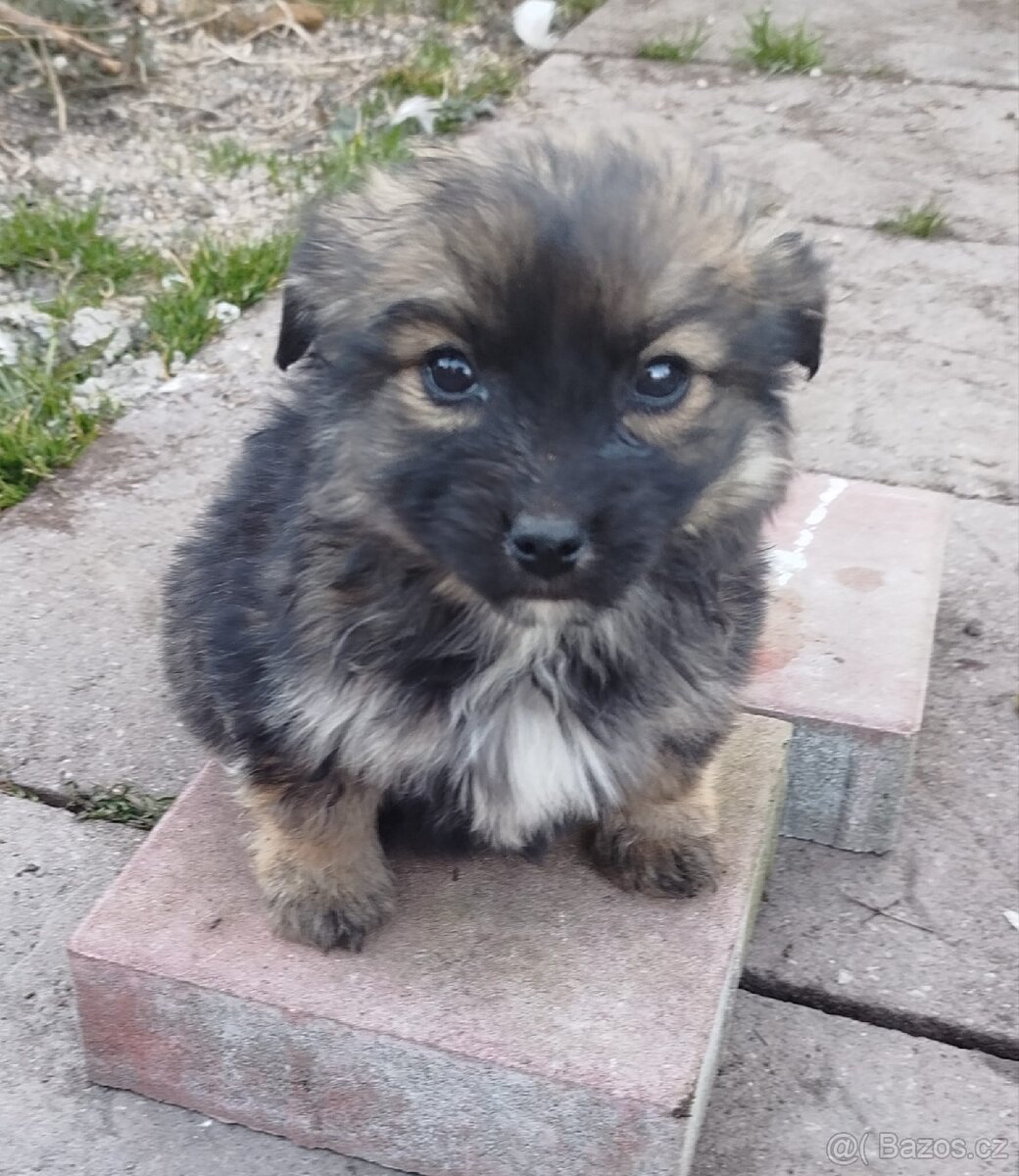 Štěňata ořiška - 3