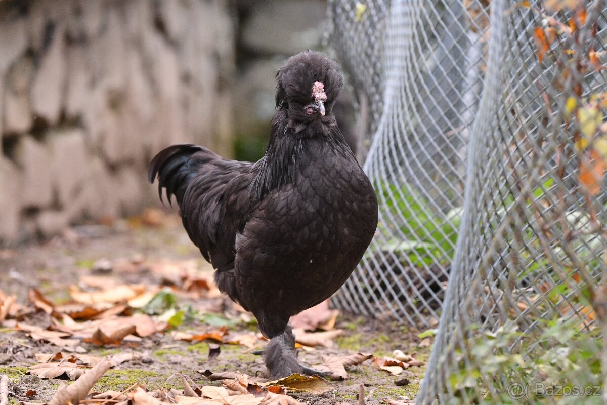 Minikříženci (zHol-He) pro radost na zahradu i vejce - 3