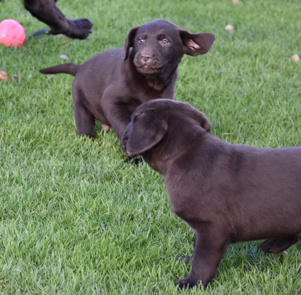 Labradorsky retrivr čistokrevný - 3