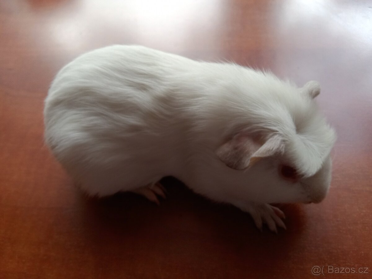 Morče morčata Cuy samec a samice - 3