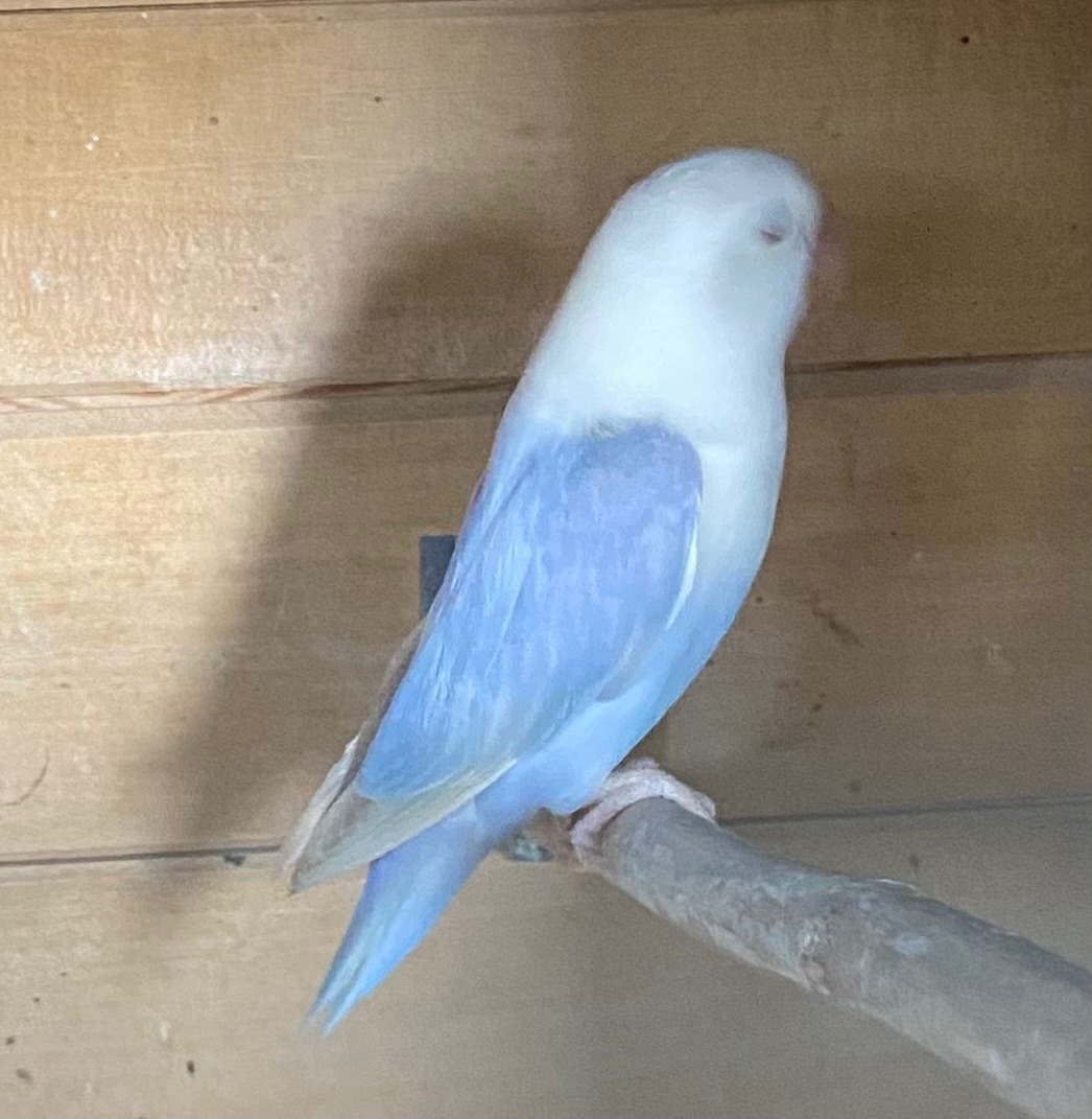 Agapornis Fischeri Dilute - 3