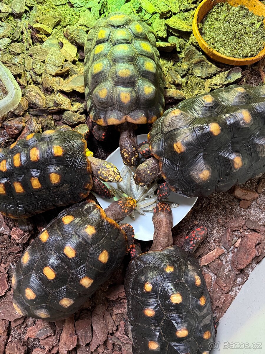 želva uhlířská Geochelone carbonaria - 3