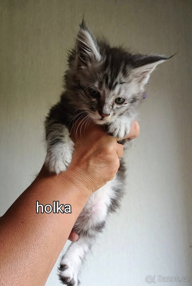 Mainská mývalí koťata - 3