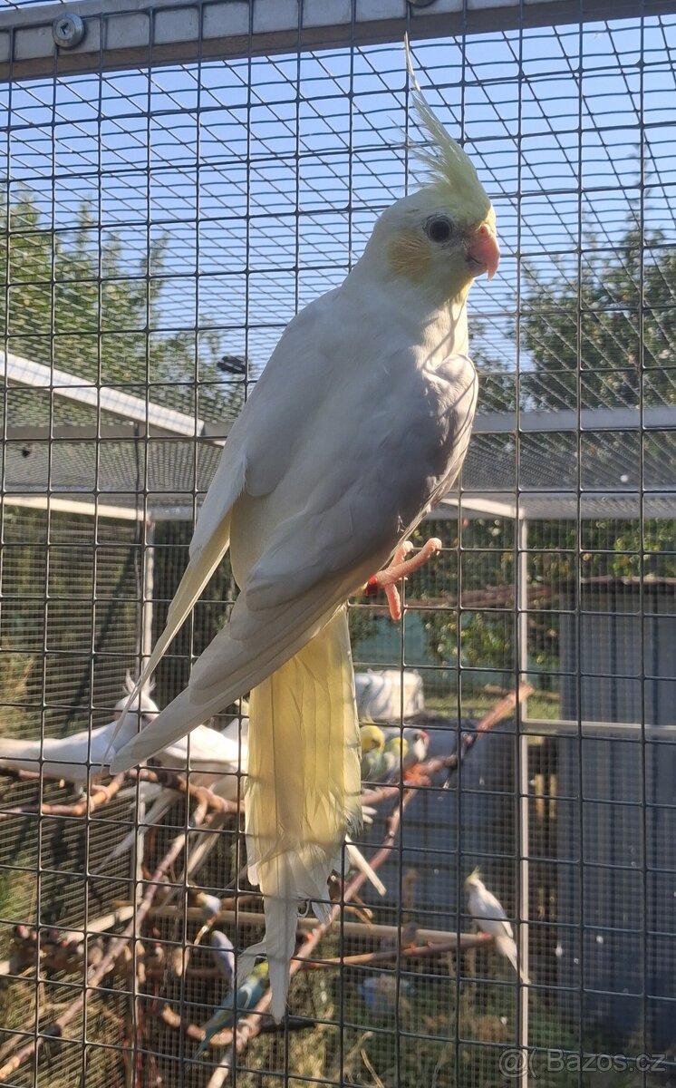 Korela PF ino SAMEC - 3
