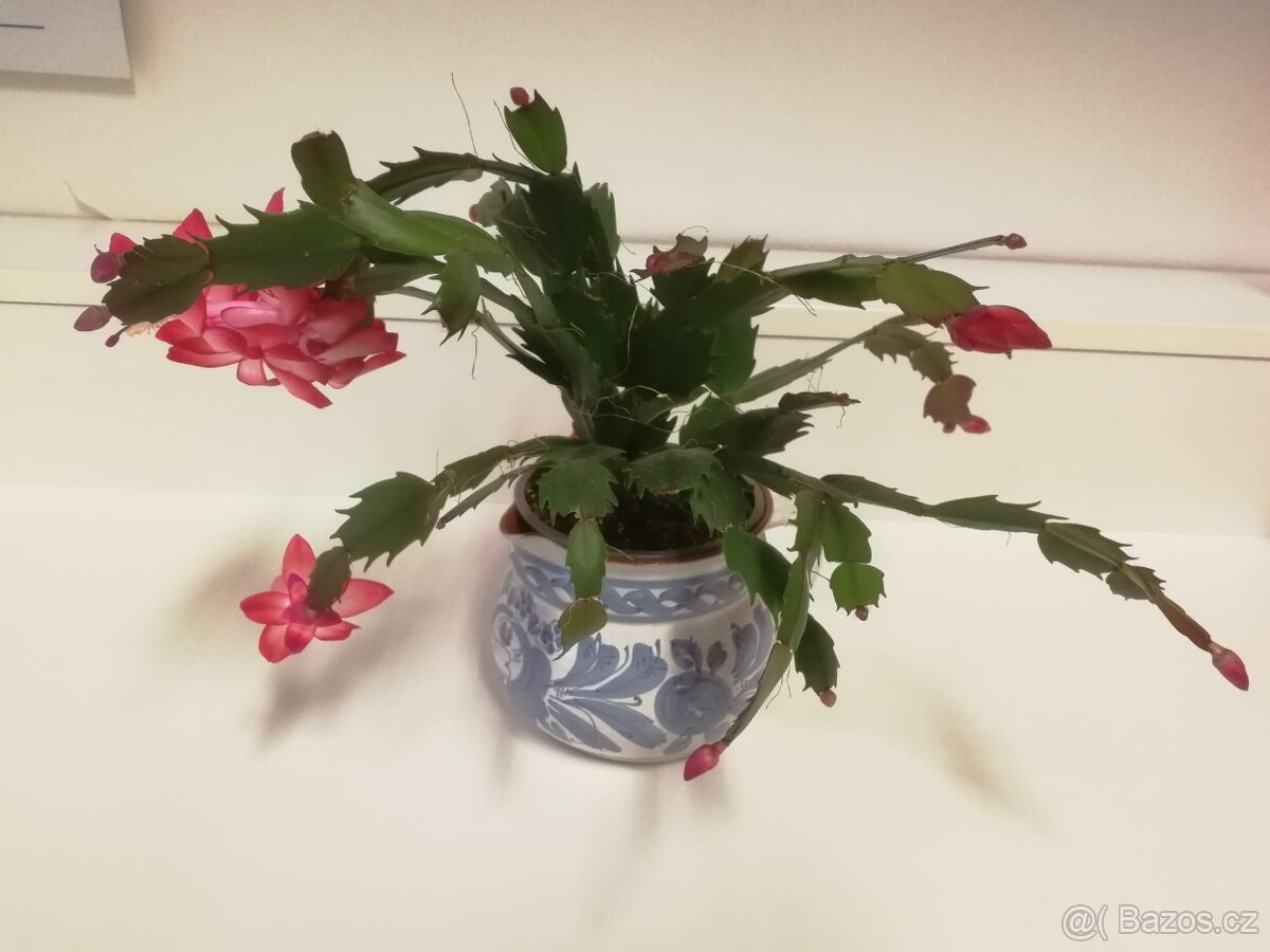 Vánoční kaktus - 3