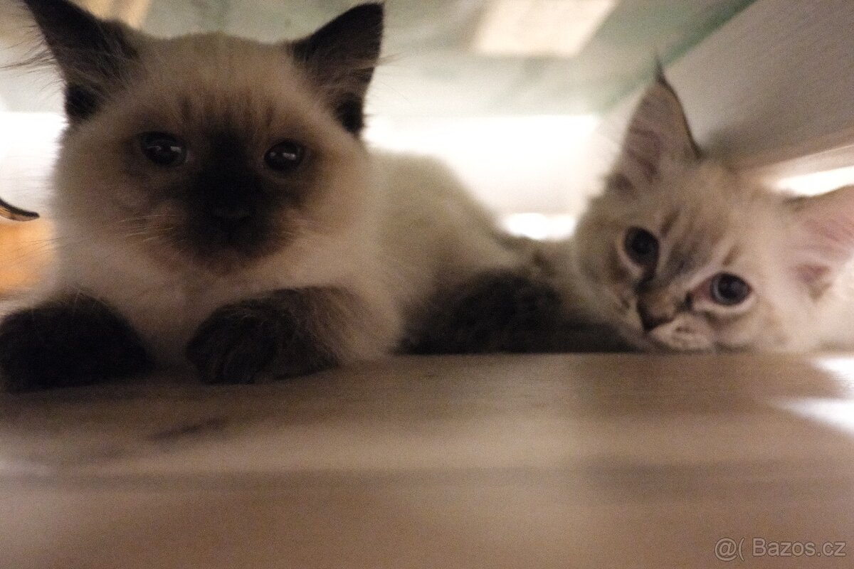 SIBIŘSKÁ KOČKA - NĚVSKÁ MAŠKARÁDA - 3