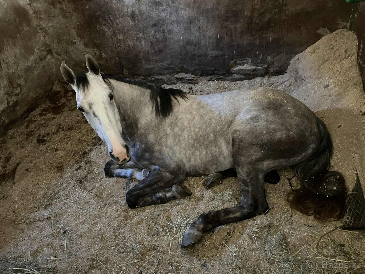 Hannoverská klisna - 3