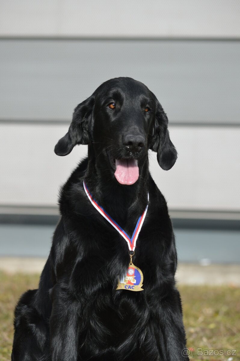 Flat Coated Retriever - černá štěňátka 6/2026 - 3