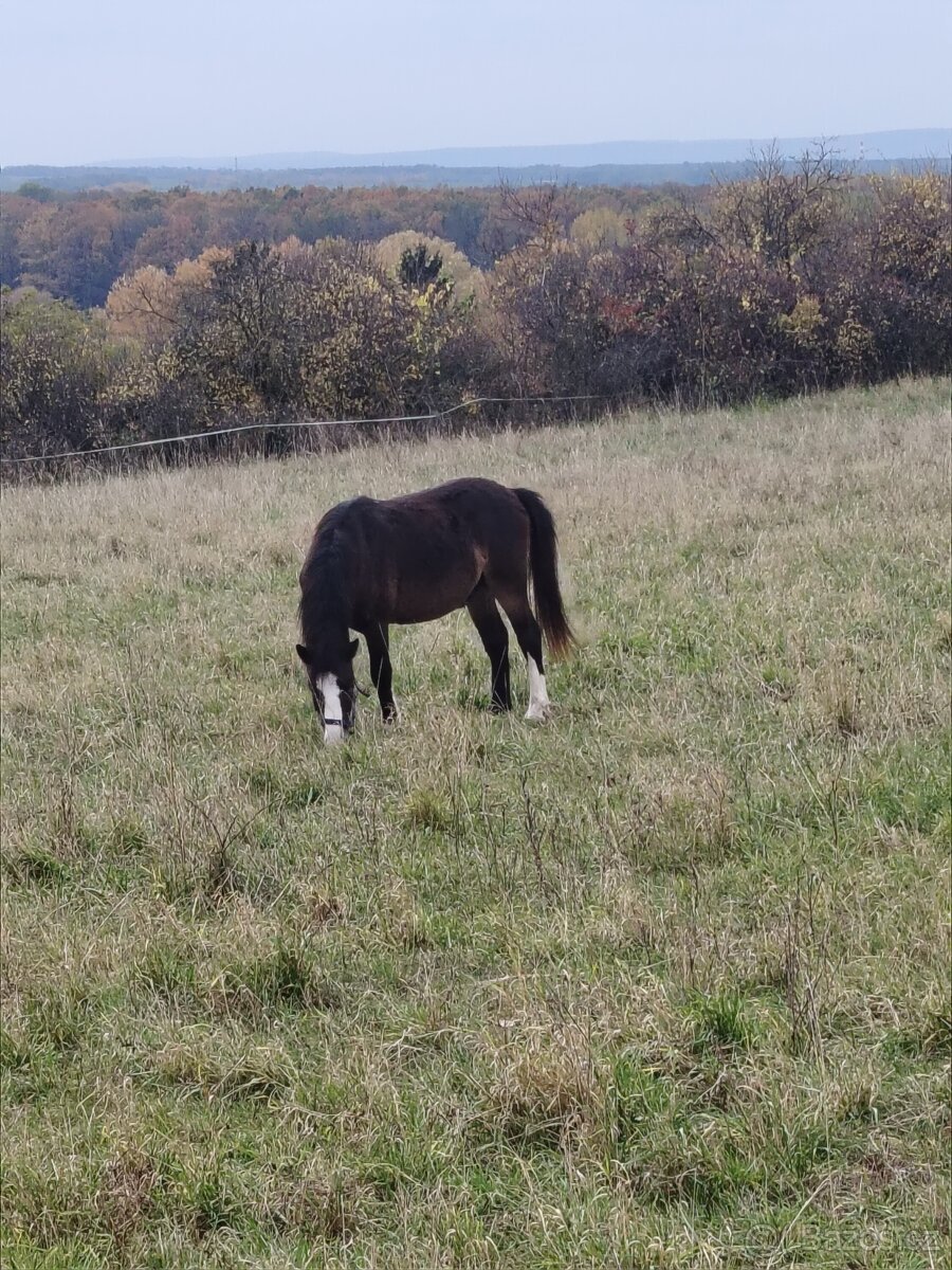 Prodám Welsh padr bret - 3