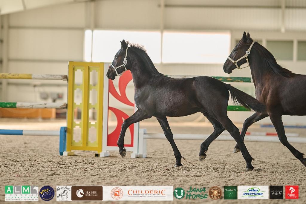 Černý hřebec BP 1.prémie - 3