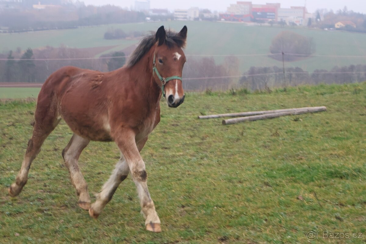 Prvomájový hřebeček ČMB 2025 - 3