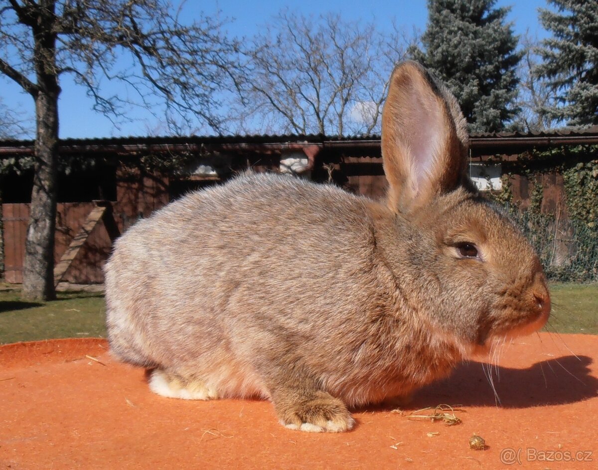 Prodej Králíků - 3