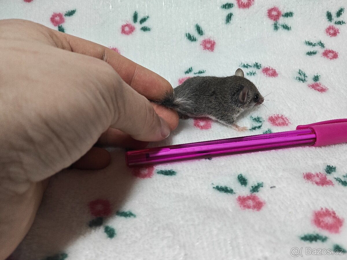 Plšík africký - 3