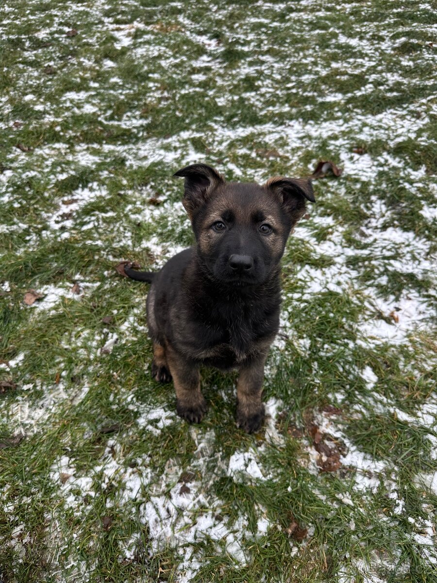 Německý ovčák - štěňatas PP - 3